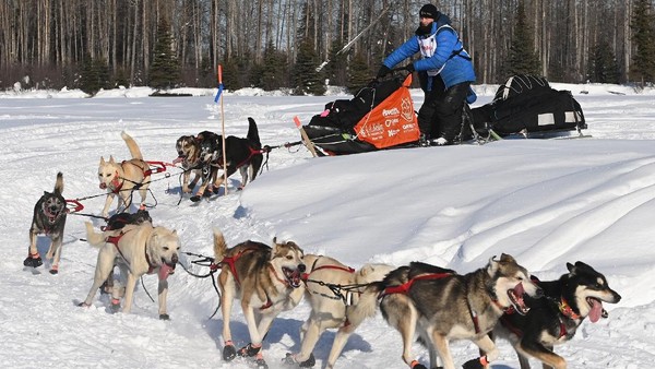 Serunya Balap Kereta Luncur Anjing di Alaska