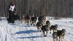 Serunya Balap Kereta Luncur Anjing di Alaska