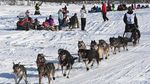 Serunya Balap Kereta Luncur Anjing di Alaska