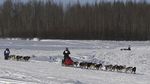 Serunya Balap Kereta Luncur Anjing di Alaska
