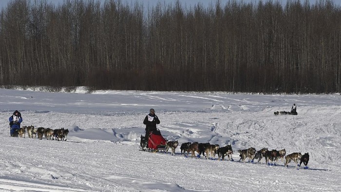 Serunya Balap Kereta Luncur Anjing di Alaska ADDS