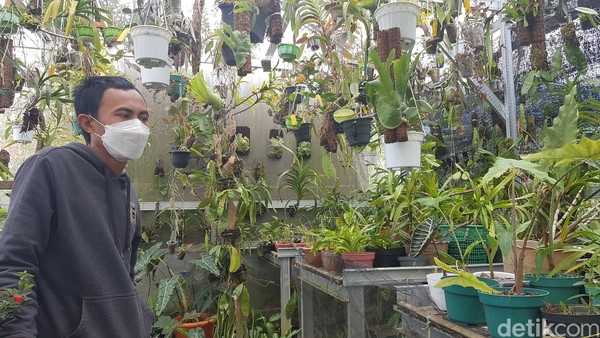Andarias pengelola TBO menyebutkan, pengembangan tanaman anggrek cukup menjanjikan kendati masa pandemi virus corona. Oleh karenanya, dia berusaha memboomingkan tanaman anggrek, untuk membantu menopang perekonomian warga, akibat lesunya kunjungan warga pada sejumlah spot wisata alam di daerah ini. Andarias pengelola TBO menyebutkan, pengembangan tanaman anggrek cukup menjanjikan kendati masa pandemi virus corona. Oleh karenanya, dia berusaha memboomingkan tanaman anggrek, untuk membantu menopang perekonomian warga, akibat lesunya kunjungan warga pada sejumlah spot wisata alam di daerah ini.