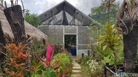Taman Tondok Bakaru Orchid (TBO), yang berada di Desa Tondok Bakaru, Kecamatan Mamasa.