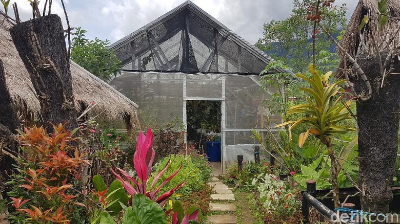 Tondok Bakaru Orchid Tondok Bakaru Orchid di Mamasa