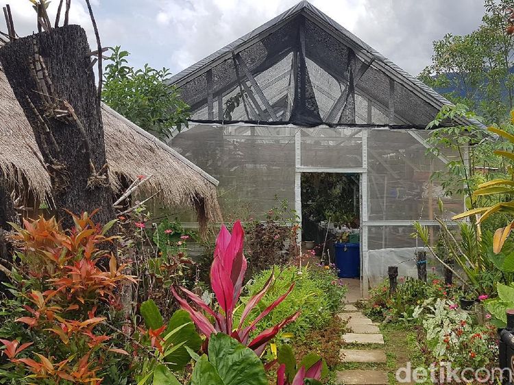 Potret Taman Anggrek di Mamasa Beromzet Ratusan Juta