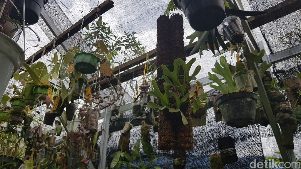 Tondok Bakaru Orchid di Mamasa