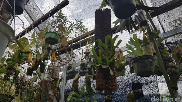 Kendati angka kunjungan pada hampir semua tempat wisata mengalami penurunan sejak masa pandemi virus corona melanda, diakui hal tersebut tidak memberikan pengaruh signifikan pada kelangsungan taman wisata anggrek ini. Kendati angka kunjungan pada hampir semua tempat wisata mengalami penurunan sejak masa pandemi virus corona melanda, diakui hal tersebut tidak memberikan pengaruh signifikan pada kelangsungan taman wisata anggrek ini.