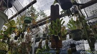 Kendati angka kunjungan pada hampir semua tempat wisata mengalami penurunan sejak masa pandemi virus corona melanda, diakui hal tersebut tidak memberikan pengaruh signifikan pada kelangsungan taman wisata anggrek ini.