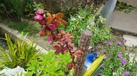 Salah satu anggrek yang da di dalam taman.