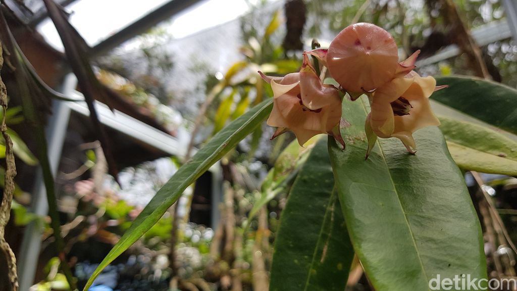 Tondok Bakaru Orchid di Mamasa