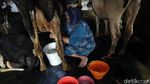 Desa Bocek di Malang Pasok 6 Ton Susu Per Hari