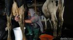 Desa Bocek di Malang Pasok 6 Ton Susu Per Hari