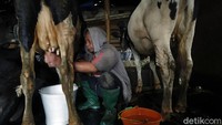 Potensi dari sapi perah di Bocek bermula sejak tahun 1981. Dengan adanya bantuan koperasi dari Presiden berupa bantuan sapi perah, juga program sapi APBN.