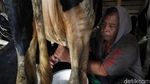Desa Bocek di Malang Pasok 6 Ton Susu Per Hari