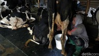 Stok susu dari KUD Karangploso diambil per hari oleh Nestle. Adapun untuk jumlahnya mencapai 6 ton per hari, yang dikumpulkan di pos penampungan susu desa pada pagi hari (06.15-07.15 WIB) dan sore hari (15.30-16.15 WIB).