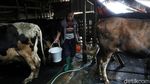 Desa Bocek di Malang Pasok 6 Ton Susu Per Hari