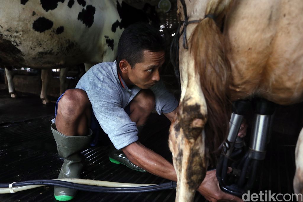 Provinsi Jawa Timur selama ini telah dikenal dengan potensi sapi perahnya, bahkan menjadi salah satu sentra sapi perah nasional.