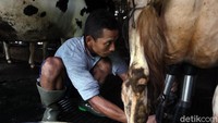 Selain itu, ada pula peternak yang sudah menggunakan alat mesin pemerah untuk mengumpulkan stok susu sapi per harinya. Salah satunya Nazilul (26), peternak muda yang sudah mulaii beternak sejak lulus SMK pada 2010 silam.