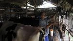 Desa Bocek di Malang Pasok 6 Ton Susu Per Hari