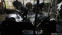 Ia menambahkan, usaha ternak sapi perah ini membuatnya dapat meningkatkan taraf ekonomi. Hingga bisa membangun rumah, mebeli tanah serta transportasi roda dua dan empat tanpa perlu meminta uang kepada orang tua.