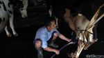 Desa Bocek di Malang Pasok 6 Ton Susu Per Hari