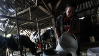 Salah satu daerah yang juga menyumbang pasokan susu dari sapi perah adalah Desa Bocek, yang terletak di Kecamatan Karangploso, Kabupaten Malang.