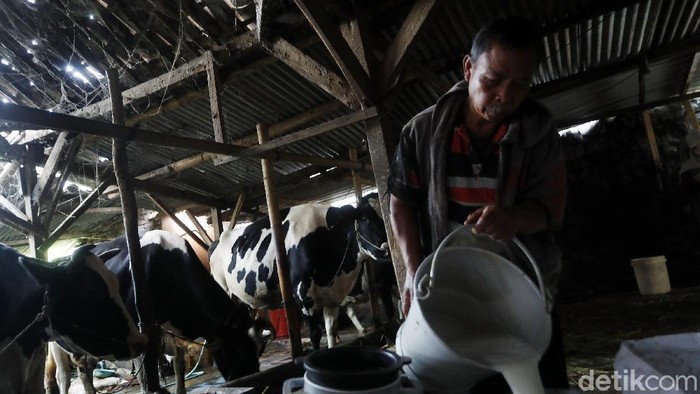 Desa Bocek di Malang Pasok 6 Ton Susu Per Hari Provinsi Jawa Timur selama ini telah dikenal dengan potensi sapi perahnya, bahkan menjadi salah satu sentra sapi perah nasional.
