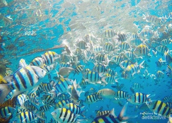keragaman jenis ikan di bawah laut Friwen