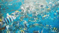 keragaman jenis ikan di bawah laut Friwen