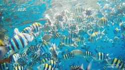 China Klaim Ada Ikan Mata-mata yang Pantau Perairannya