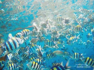 China Klaim Ada Ikan Mata-mata yang Pantau Perairannya