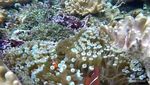 Eksotisme Bahari Pulau Friwen Raja Ampat