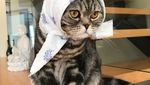 Gemasnya Kucing Saat Bergaya Seperti Masha