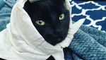 Gemasnya Kucing Saat Bergaya Seperti Masha