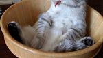 Gemasnya Kucing Saat Bergaya Seperti Masha