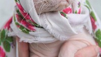 Matching banget babushka-nya dengan warna kulit si kucing. Duh matanya biru banget, indah!