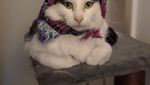 Gemasnya Kucing Saat Bergaya Seperti Masha
