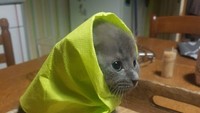 Anak kucing yang pasrah saja dibalut serbet.