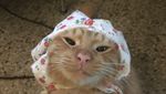 Gemasnya Kucing Saat Bergaya Seperti Masha