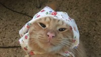 Kayaknya ikatan babushka di kucing ini terlalu kencang deh. 