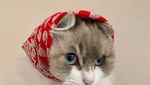 Gemasnya Kucing Saat Bergaya Seperti Masha