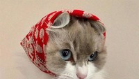 Ih, malu-malu banget kucingnya. 