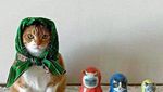 Gemasnya Kucing Saat Bergaya Seperti Masha