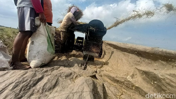 Hasil panen petani di Karawang menurun akibat banjir