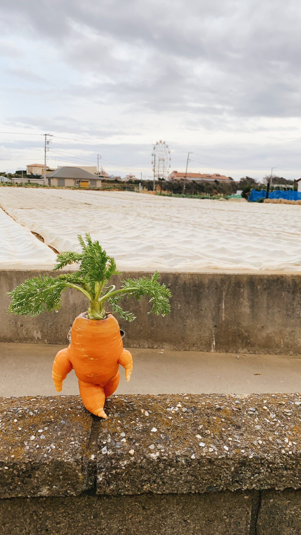 petani di jepang bagikan hasil panen wortel berbentuk unik di Twitter