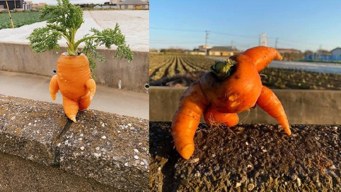 petani di jepang bagikan hasil panen wortel berbentuk unik di Twitter