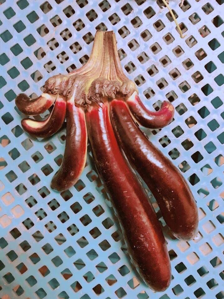 petani di jepang bagikan hasil panen wortel berbentuk unik di Twitter