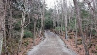 Aokigahara diyakini dulu pernah menjadi tempat untuk tradisi Ubasute. Tradisi ini yakni membuang orang-orang tua atau manula yang sudah sakit-sakitan. (Getty Images/iStockphoto)