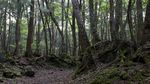Foto: Aokigahara, Hutan yang Mengajak Bunuh Diri