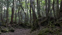 Para manula tersebut ditinggalkan di Aokigahara, sampai meninggal dunia. (Getty Images/iStockphoto)